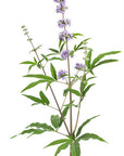 Vitex