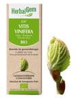 Vitis vinifera (Vigne) G47