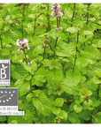 Cornmint | P-E83