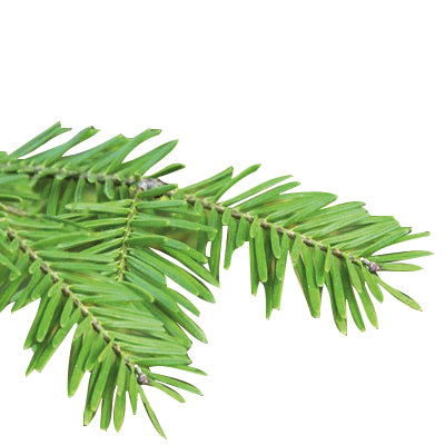 Sapin baumier | P-E01