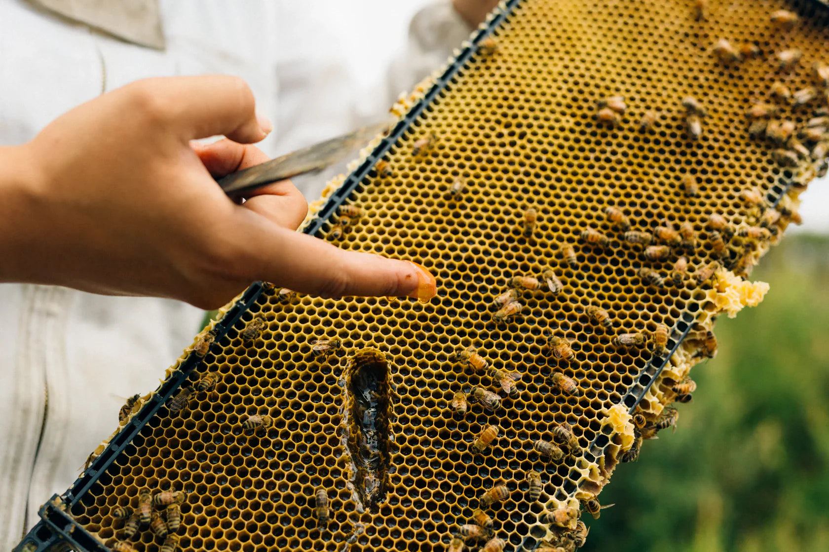 Kai Ora Manuka Honey