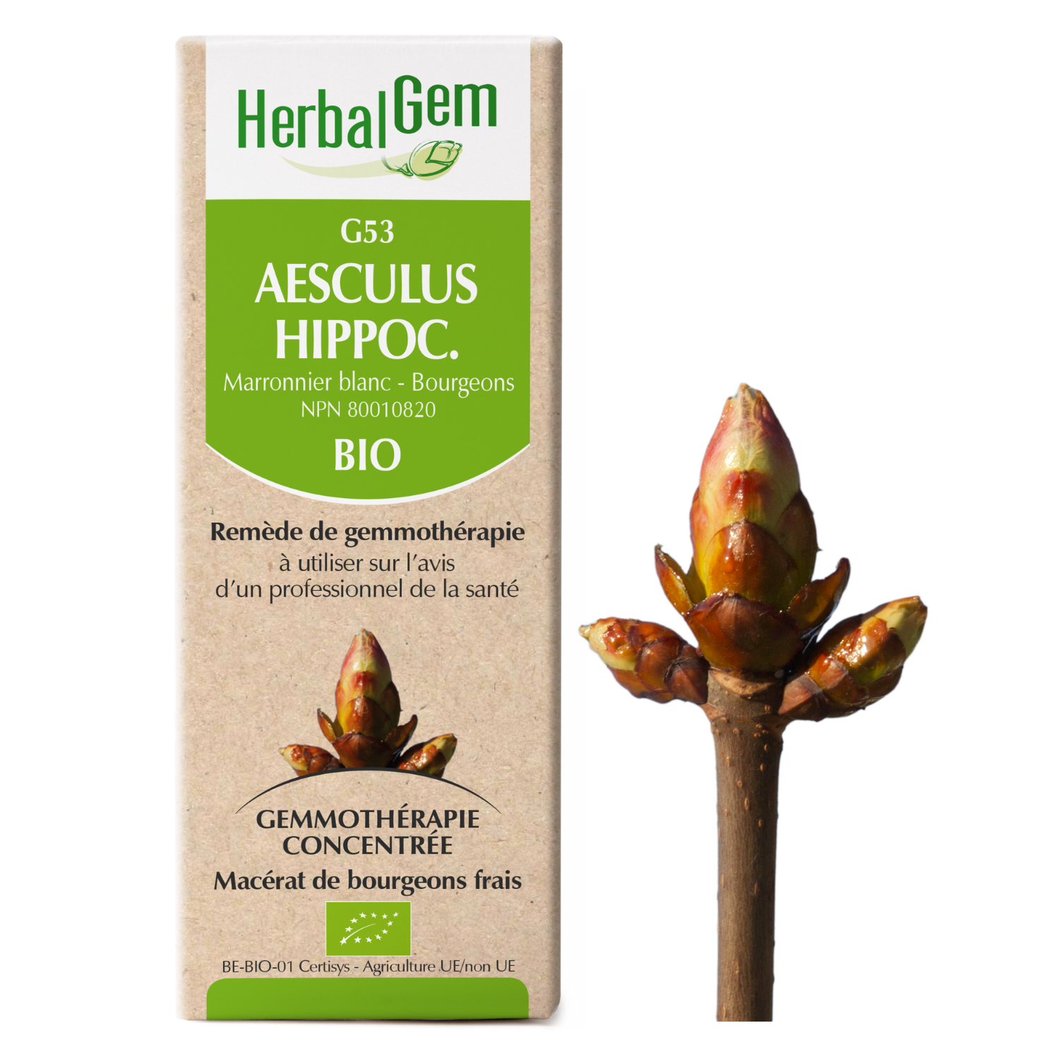 Aesculus hippocastanum (Horse chestnut) G53