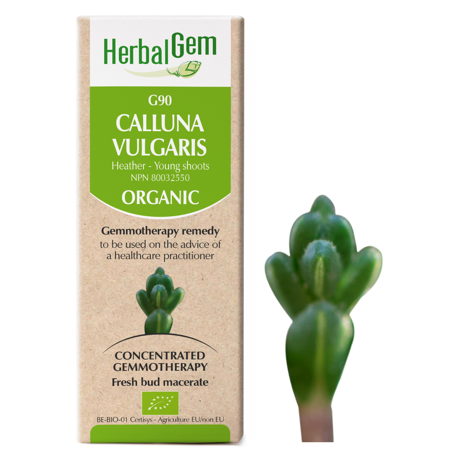 Calluna vulgaris (Heather) G90