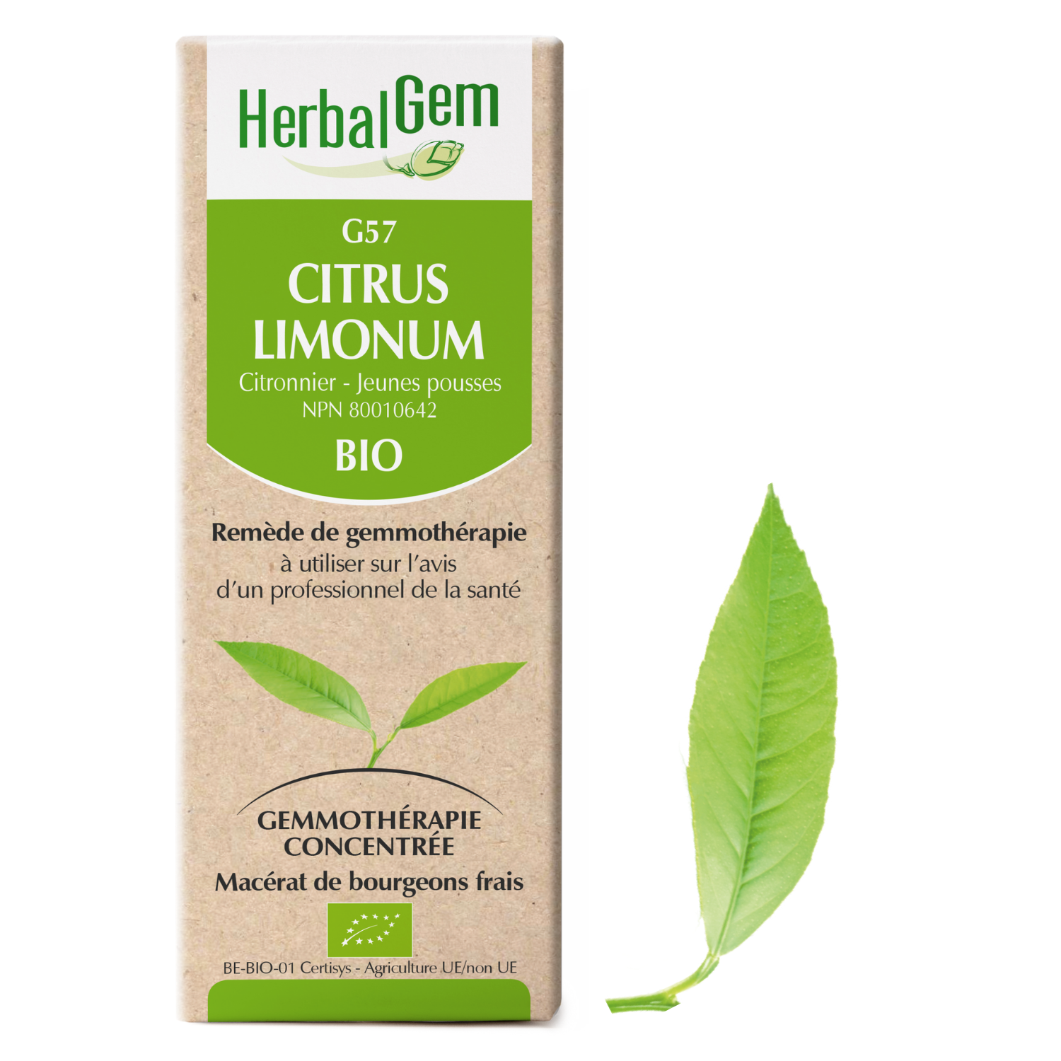 Citrus limonum (Lemon) G57