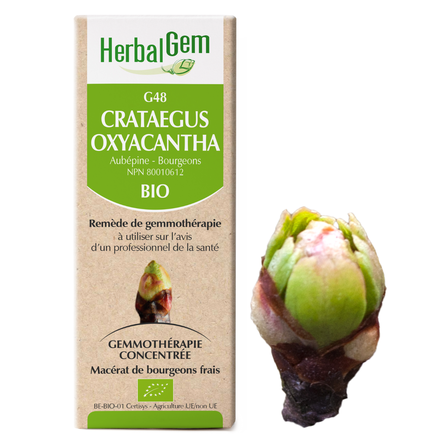 Crataegus oxyacantha (Hawthorn) G48