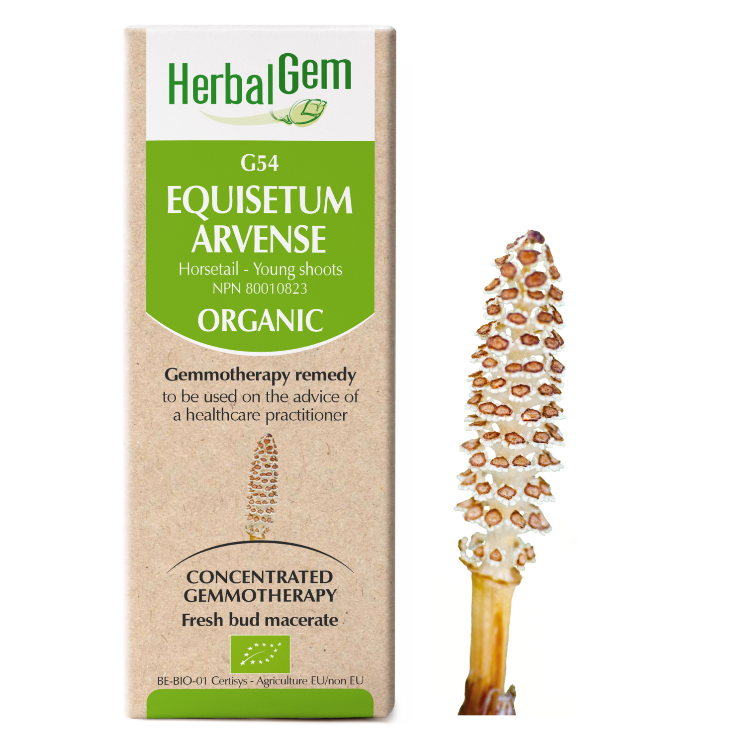 Equisetum arvense (Horse tail) G54