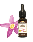 No. 4 Centaury