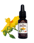 No. 26 Rock Rose (Hélianthème)