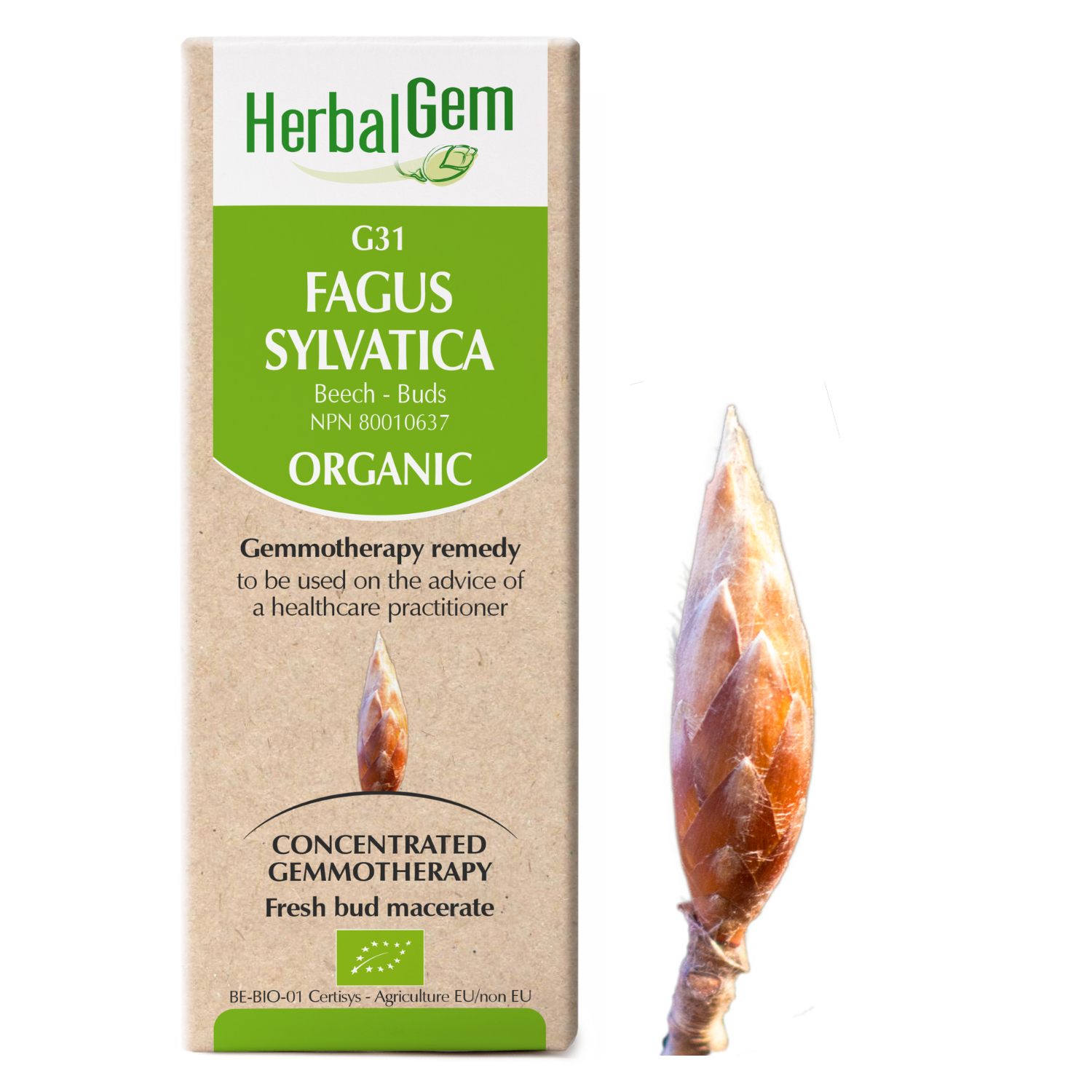 Fagus sylvatica (Beech) G31