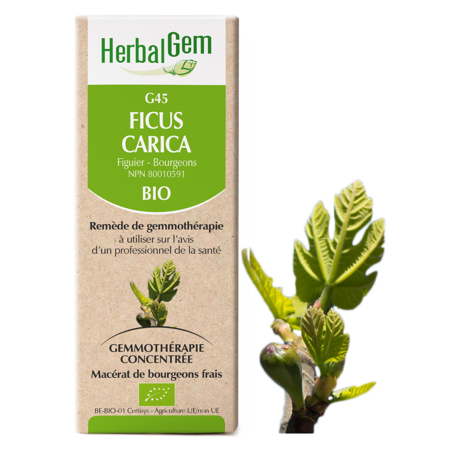 Ficus carica (Fig) G45