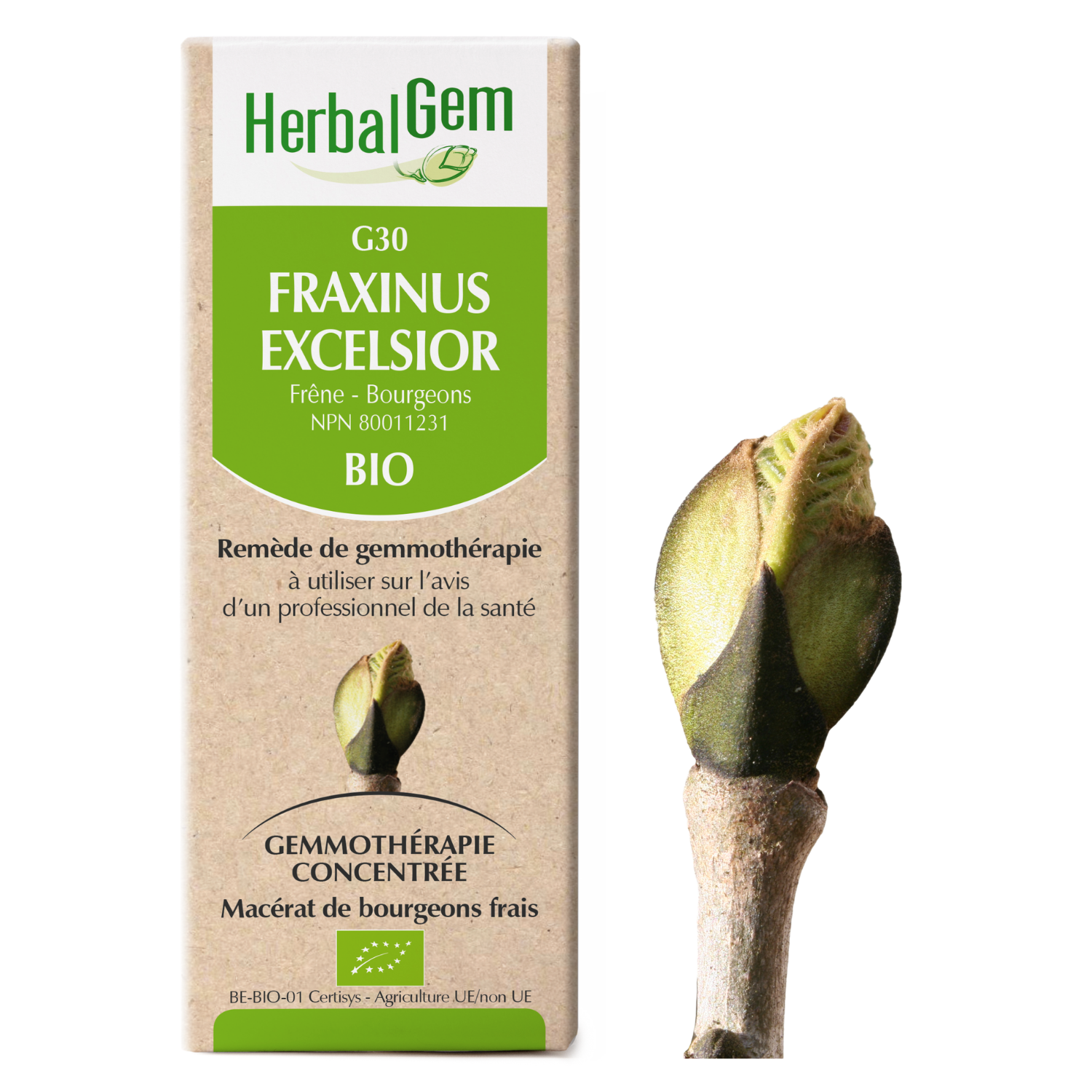 Fraxinus excelsior (Ash) G30