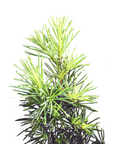 Cedrus libani (Cèdre du Liban) G38