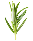 Rosmarinus officinalis (Rosemary) G67