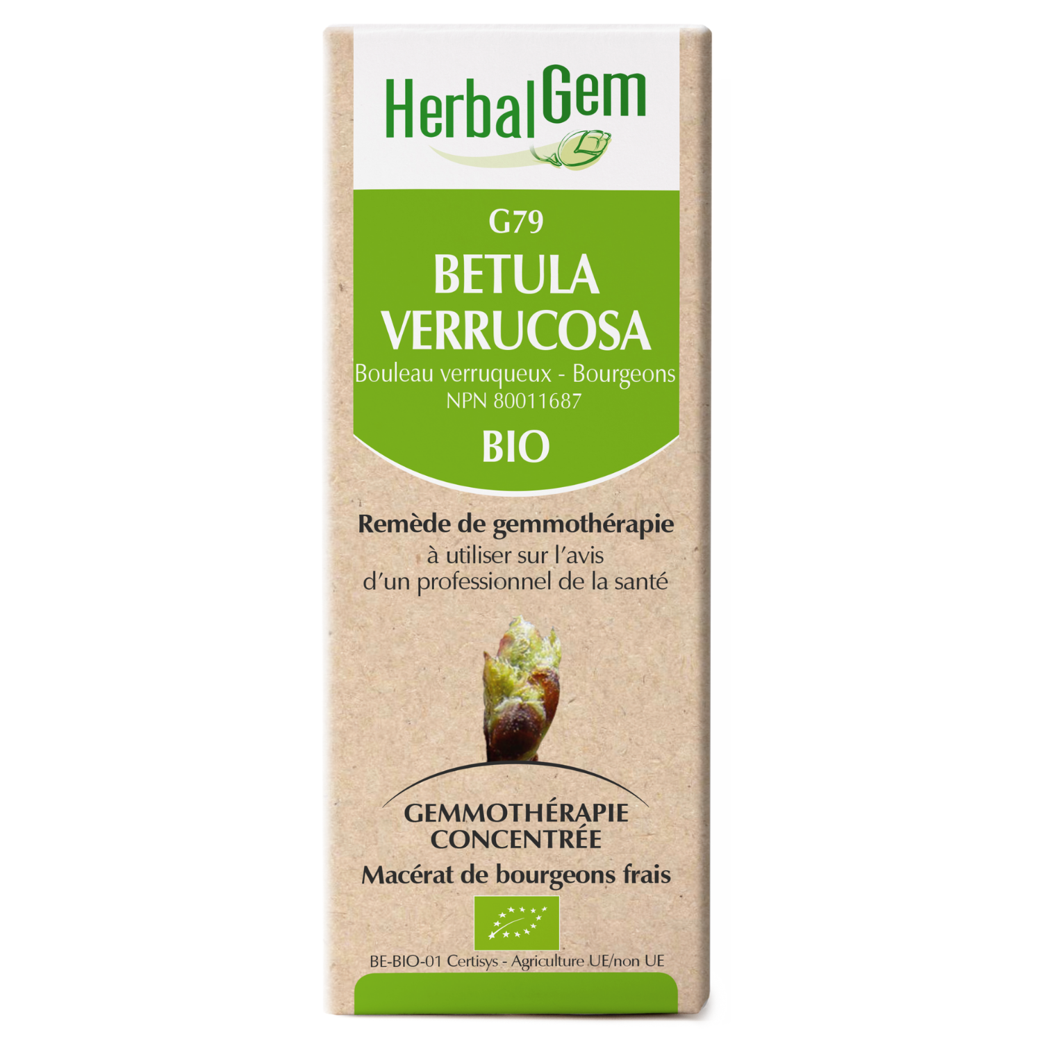 Betula verrucosa (Silver birch) G79