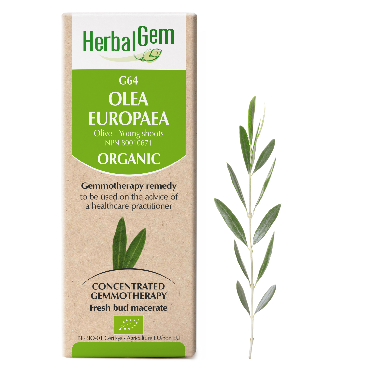 Olea europaea (Olive) G64