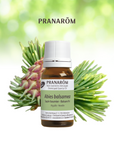 Balsam Fir | P-E01