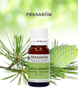 Atlas Cedarwood | P-E04
