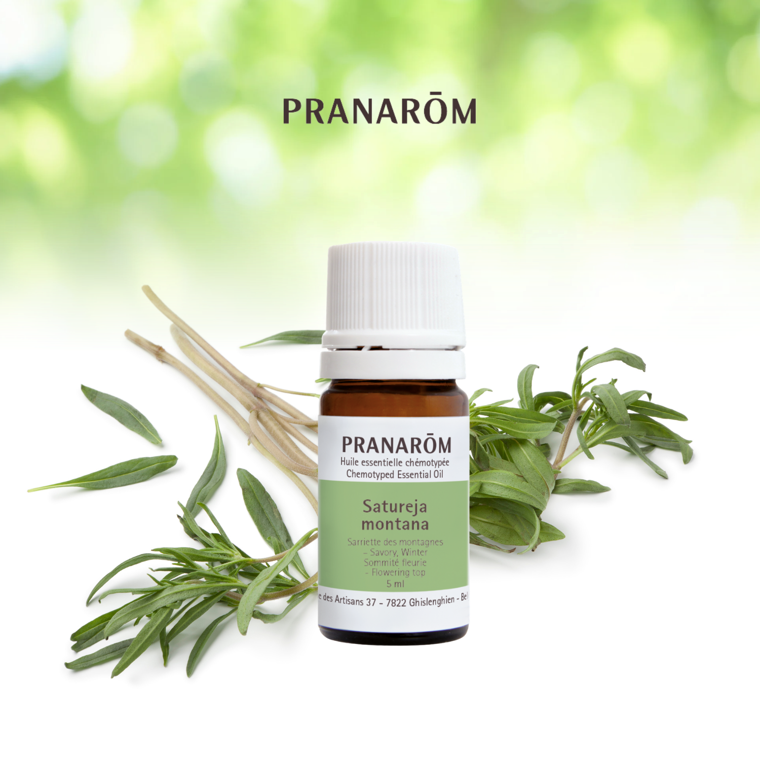 Sarriette des montagnes