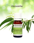 Eucalyptus mentholé | P-E24