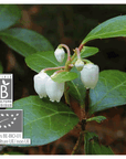 Gaultheria Fragrantissima (Wintergreen - Indian)