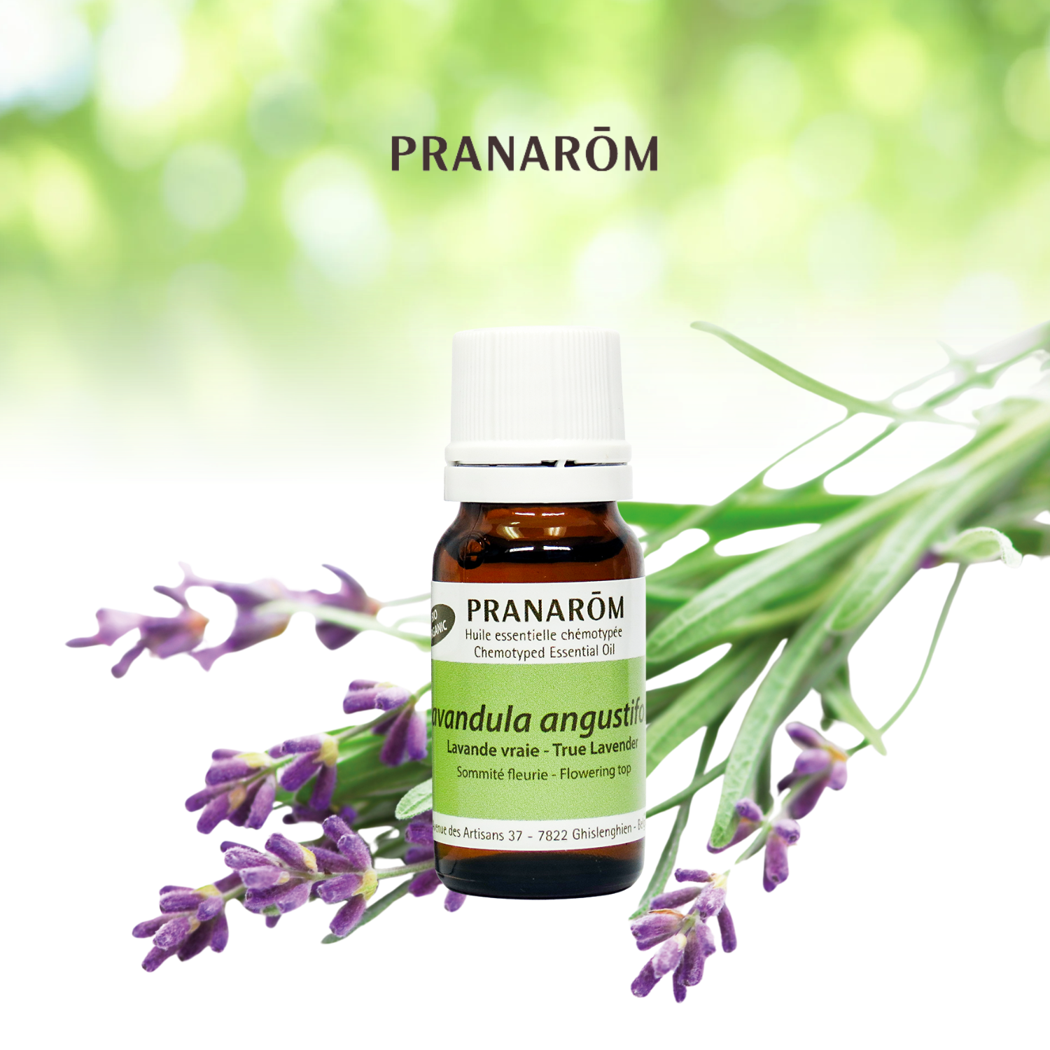 True Lavender | P-E34