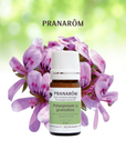 Geranium Bourbon, Rose