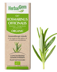 Rosmarinus officinalis (Rosemary) G67