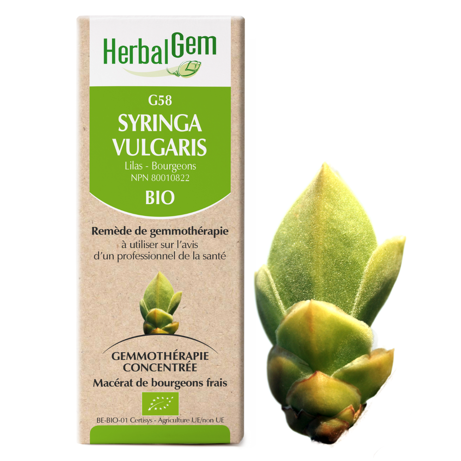 Syringa vulgaris (Lilac) G58