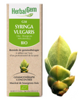 Syringa vulgaris (Lilac) G58