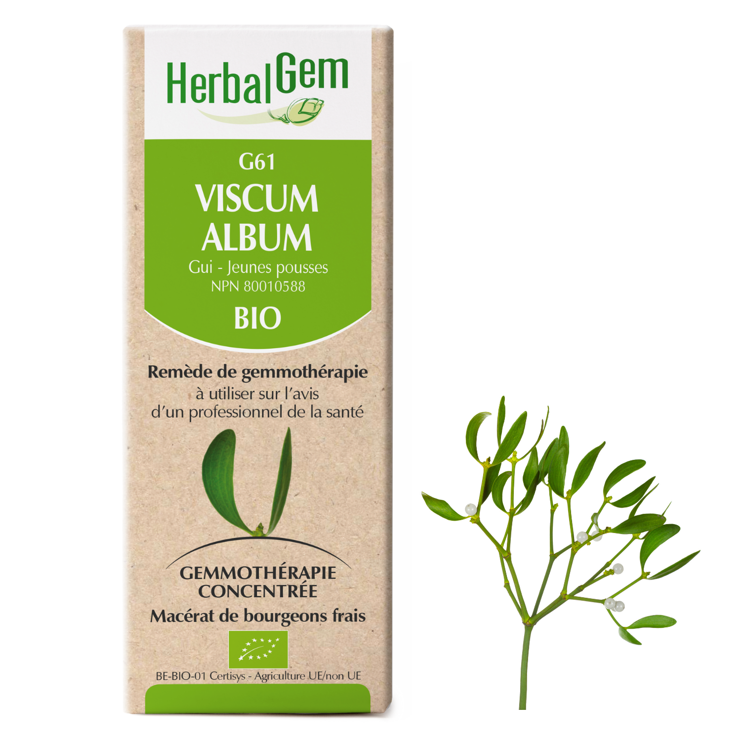 Viscum album (Mistletoe) G61